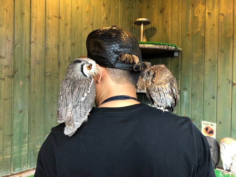 ♥️♥️珍しい！小さなフクロウ③ 小さなふくろうほど慣れやすい！? | ふくろうマジック